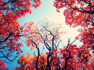 Fototapeta premium Colorful foliage in the autumn park/ Autumn leaves sky background/ Autumn Trees Leaves in vintage color