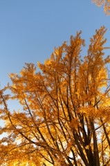 紅葉 欅 黄色 快晴 青空 木々