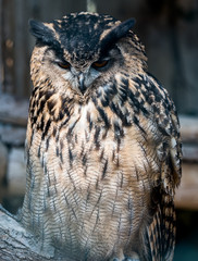 Wildpark Tiere