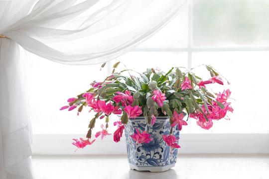Photograph of a pink blooming Christmas Cactus in a a bright window sill in a blue porcelain pot