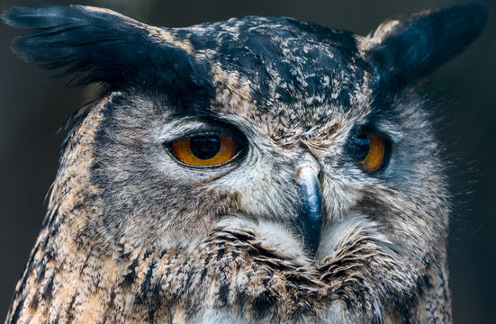 Wildpark Tiere