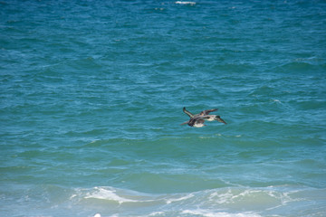Fototapeta na wymiar two tropical pelican birds fly together over the blue ocean water in the Caribbean
