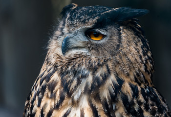 Wildpark Tiere
