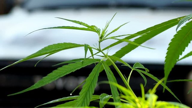 Marijuana tree Is a biennial plant That has both benefits and penalties, And also taken as a medical ingredient to cure the disease, There are many countries that make it a legitimate plant. 