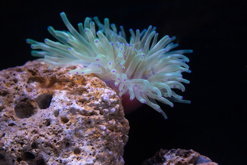 Anemone