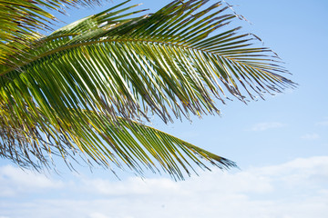 low angle shot of big tropical palm tree leaves against a blue sky