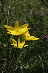 Yellow wild tulip (Bieberstein Tulip) in its natural habitat	