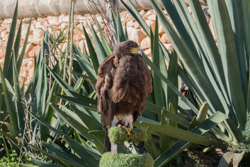 Falcon © Marcin