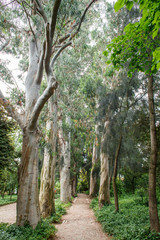 eucalyptus alley