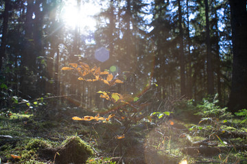 Fototapete bei efototapeten.de bestellen   
