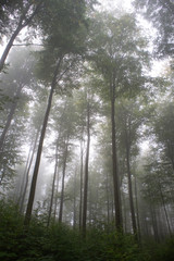 Fototapeta na wymiar Bäume im Nebel