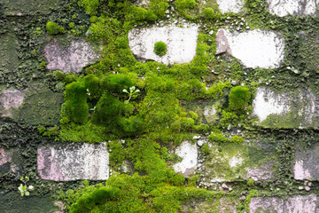 parete con il muschio