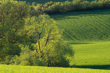 Early spring. green fields. trees. Europe. Awesome view.