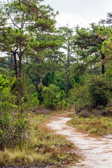Fototapeta na wymiar Dirt path in pine trees forest