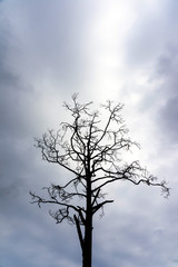 Silhouette of leafless pine tree twigs on cloudy sky