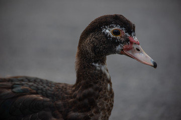 side profile view of an isolated brown white speckled duck in a parking lot