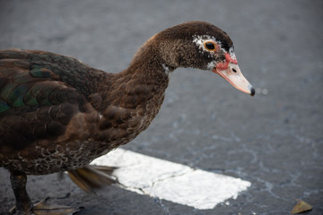 side profile view of an isolated brown white speckled duck in a parking lot