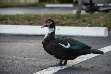 isolated black duck walking through a parking lot