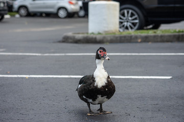 isolated wild black and white duck walking forward in a parking lot 