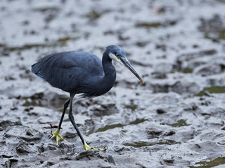 Western reef heron (Egretta gularis)