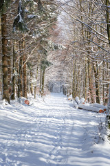 Winter Wald mit Waldweg im Schnee