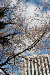 Cherry blossoms in central Tokyo, Nihonbashi, Chuo-city, Tokyo, Japan