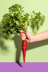 Holding a carrot with branch on colored background