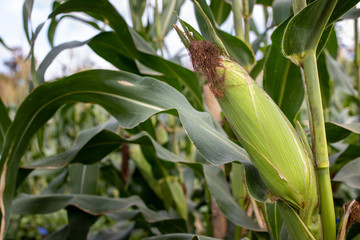 fresh corn in field