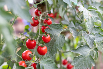 fresh organic tomatoes in the garden.