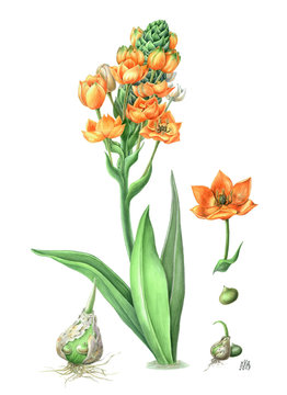 dubium Ornithogalum. Beautiful orange flower with large