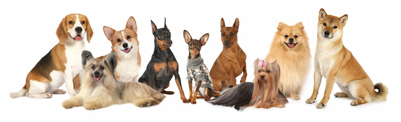 Group of Various Size Dogs