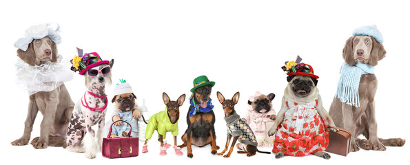 Group of dogs dressed in clothes