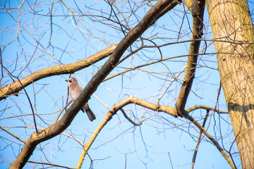 Bohemian jay on a branch