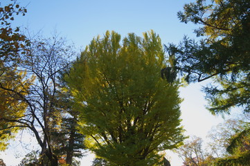 上田城跡公園紅葉