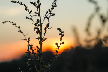 Dry wild plants on meadow, winter sunset