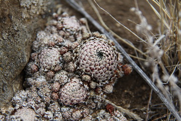 spines