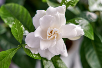 Naklejka na ściany i meble white hydrangea flower