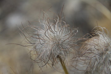dandelion on a black background