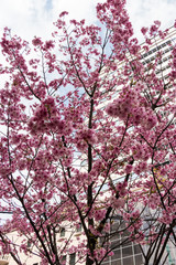 Cherry blossoms in central Tokyo, Nihonbashi, Chuo-city, Tokyo, Japan