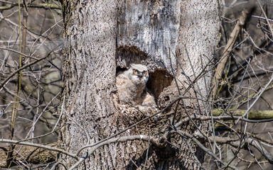 Great Horned Owl Chick Looks Out to See Whats Going On in Ephrata, Pennsylvania