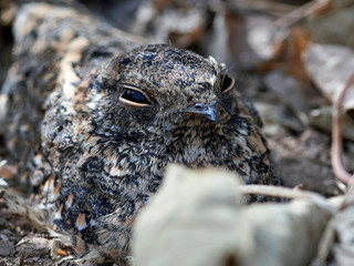 Standard-winged nightjar (Caprimulgus longipennis)