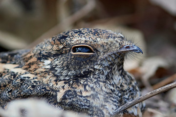 Standard-winged nightjar (Caprimulgus longipennis)
