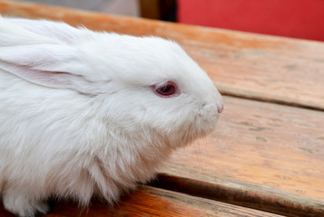 Obraz premium portrait of white rabbit