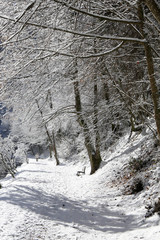 Sentier sous la neige le long du torrent du Bonnant. Parc thermal de Saint-Gervais-les-Bains/Le Fayet. / Trail under the snow.along the Bonnant stream. Thermal Park of St. Gervais-les-Bains / Le Fayet