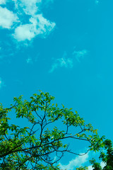 Nature Background.Nature photo of tree.Green Background Of Leaves Over  Blue Sky Background, Close-Up.
