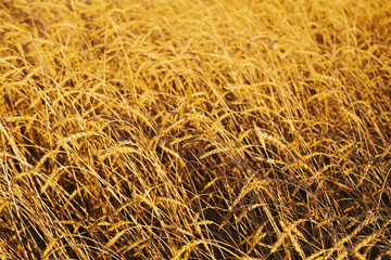 Field of gold wheat in sunlight  close-up with copy space. Vivid golden rye glitters in sun. Beautiful bright field in sunny day. Scenic colorful agricultural textured background. Wheat in macro.
