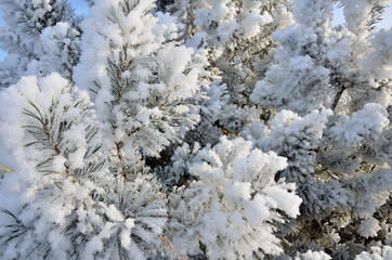 Covered with frost pine branches on a frosty Sunny day.