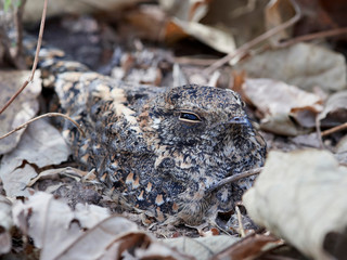 Standard-winged nightjar (Caprimulgus longipennis)