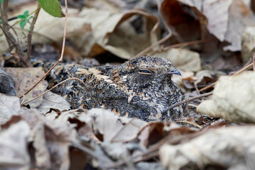 Standard-winged nightjar (Caprimulgus longipennis)