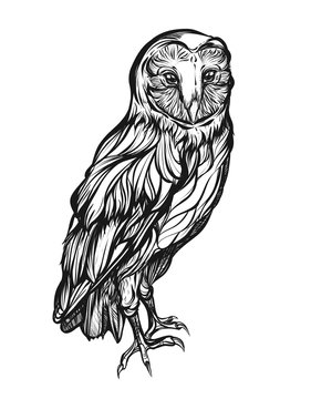 Barn owl. Detailed drawing of a bird. Vector illustration isolated on white background. handmade